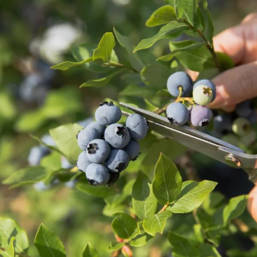 長白山藍莓夾皮溝藍莓
