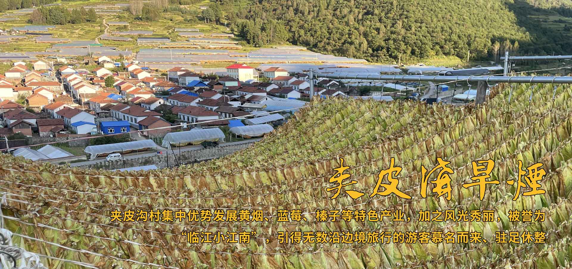 夾皮溝黃煙土特產