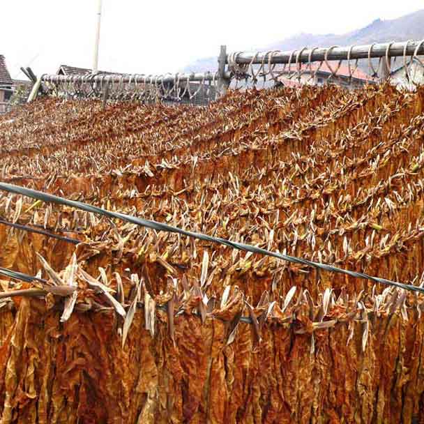 東北黃煙夾皮溝旱煙